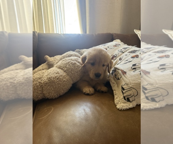 Medium Photo #1 Golden Retriever Puppy For Sale in LITTLEROCK, CA, USA
