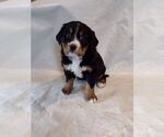 Small Photo #18 Bernese Mountain Dog Puppy For Sale in MEMPHIS, MO, USA
