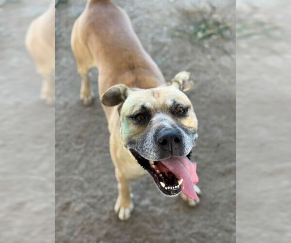 Medium Photo #1 American Pit Bull Terrier Puppy For Sale in Riverside, CA, USA