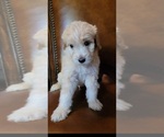 Puppy Washington F2 Aussiedoodle