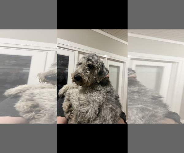 Medium Photo #1 Australian Shepherd Puppy For Sale in Mobile, AL, USA