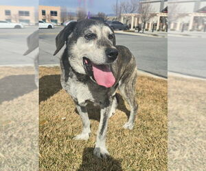 Mutt Dogs for adoption in Salt Lake City, UT, USA