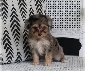 Aussiedoodle Miniature  Puppy for sale in FREDERICKSBURG, OH, USA