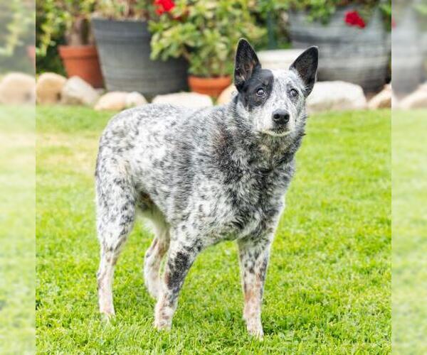 Medium Photo #1 Mutt Puppy For Sale in Camarillo, CA, USA