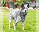 Small Mutt