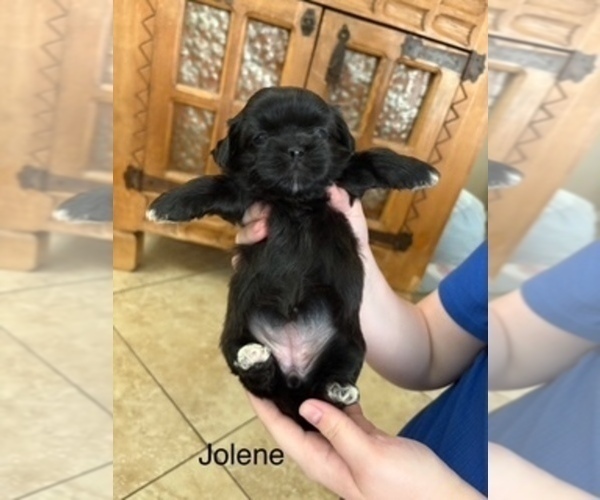 Medium Photo #91 Shih Apso Puppy For Sale in SCOTTSDALE, AZ, USA