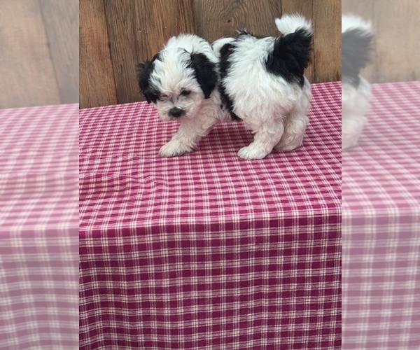 Medium Photo #1 Zuchon Puppy For Sale in DRY RIDGE, KY, USA