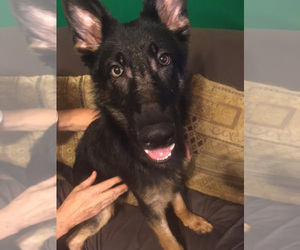 German Shepherd Dog Puppy for sale in LAKELAND, FL, USA
