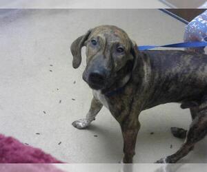 Labrador Retriever Dogs for adoption in Fort Wayne, IN, USA