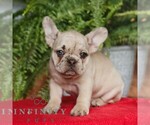 Small #2 French Bulldog