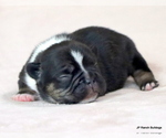 Image preview for Ad Listing. Nickname: Litter of 3