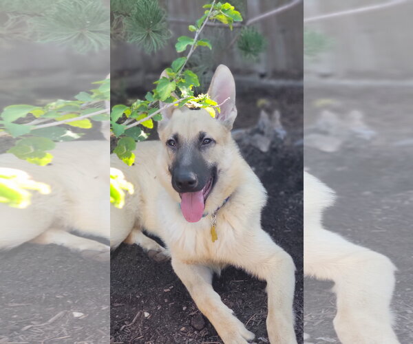 Medium Photo #2 Mutt Puppy For Sale in Sandy, UT, USA