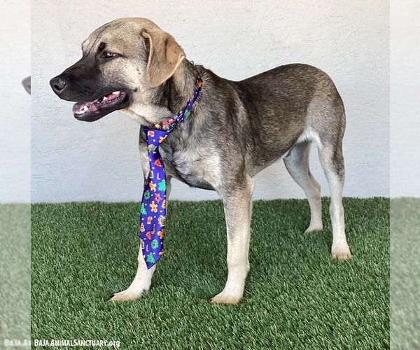 Medium Photo #3 German Shepherd Dog-Unknown Mix Puppy For Sale in San Diego, CA, USA