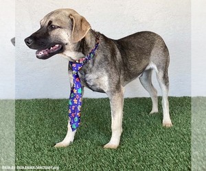 Larry - Male German Shepherd Dog-Unknown Mix Dog for Adoption - Photo #3
