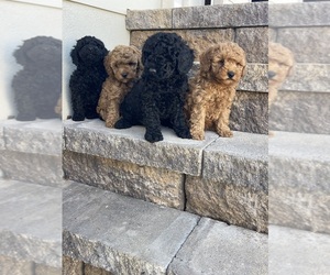 Poodle (Miniature) Puppy for sale in WELLFORD, SC, USA