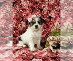Small Photo #3 Cavapoo Puppy For Sale in ATGLEN, PA, USA