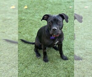 American Pit Bull Terrier Dogs for adoption in Berkeley, CA, USA