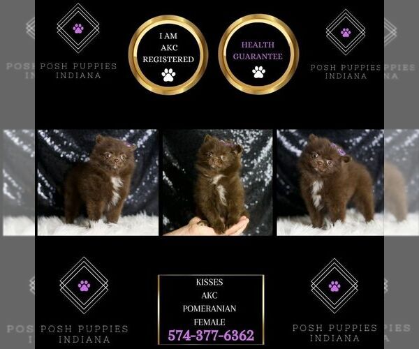 Medium Photo #30 Pomeranian Puppy For Sale in WARSAW, IN, USA