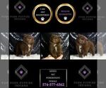 Small Photo #30 Pomeranian Puppy For Sale in WARSAW, IN, USA