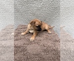 Small Photo #14 Chiweenie-Jack Russell Terrier Mix Puppy For Sale in SAINT AUGUSTINE, FL, USA