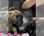 Small #7 Boxer