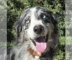 Beaming Mr Bryson ~ Sweet Aussie - Male Australian Shepherd Dog for Adoption - Small photo