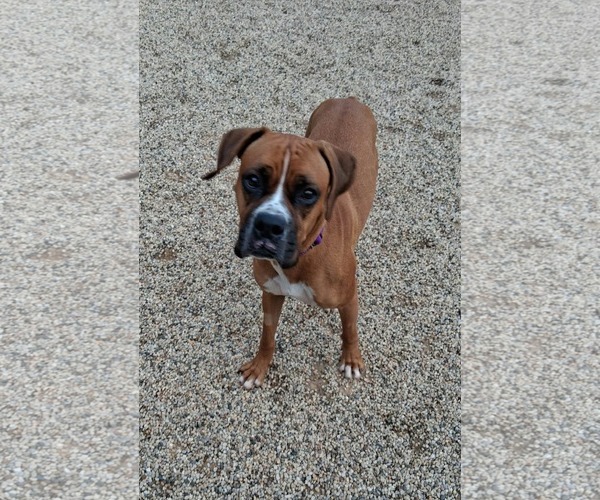 Medium Photo #1 Boxer Puppy For Sale in Burnsville, MN, USA