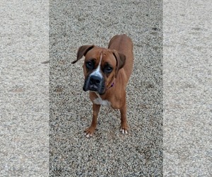 Boxer Dogs for adoption in Burnsville, MN, USA