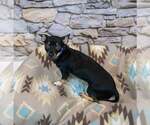 Small Photo #5 Chihuahua-Unknown Mix Puppy For Sale in Kennesaw, GA, USA