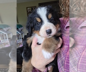 Medium Bernese Mountain Dog
