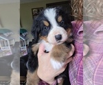 Small Bernese Mountain Dog