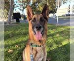 IGOR - Male German Shepherd Dog Dog for Adoption - Small photo