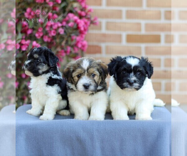 Medium Photo #3 Havanese Puppy For Sale in NEWMANSTOWN, PA, USA