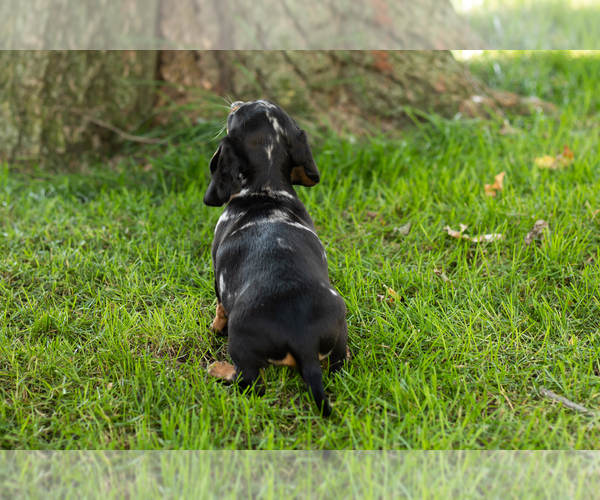 Medium Photo #13 Dachshund Puppy For Sale in BREMEN, IN, USA