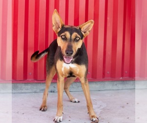 Doberman Pinscher-German Shepherd Dog Mix Dogs for adoption in Tracy, CA, USA