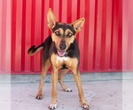 Small Doberman Pinscher-German Shepherd Dog Mix