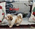 Small Photo #6 Havanese Puppy For Sale in ALBION, PA, USA