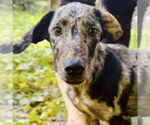 Small Catahoula Leopard Dog-Pointer Mix