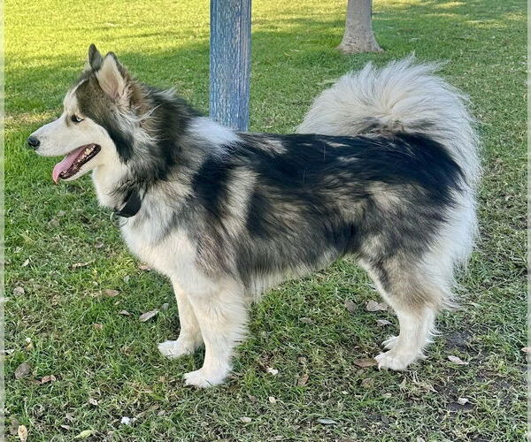 Medium Photo #3 Alaskan Malamute Puppy For Sale in San Diego, CA, USA