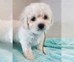 Small Photo #2 Cavachon Puppy For Sale in BLUE MOUND, TX, USA