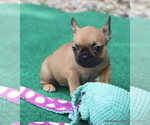Small Photo #14 French Bulldog Puppy For Sale in WINNSBORO, TX, USA