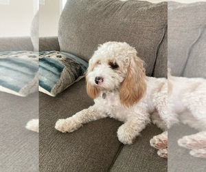 Mother of the Cavapoo puppies born on 02/08/2025