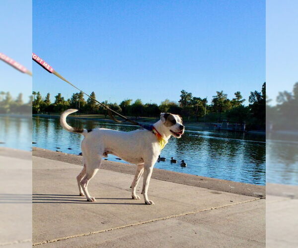 Medium Photo #5 Beagle-Unknown Mix Puppy For Sale in Chandler, AZ, USA