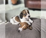 Small #6 Dachshund