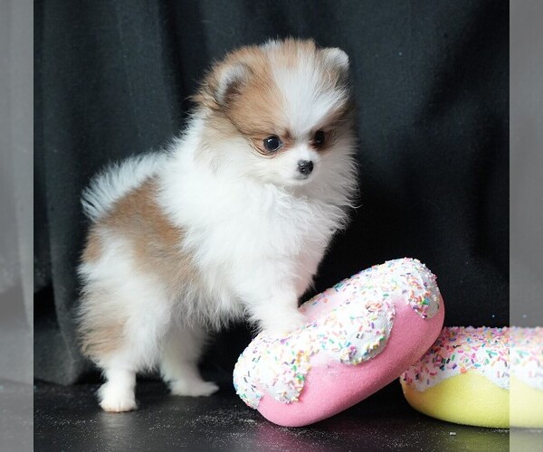 Medium Photo #8 Pomeranian Puppy For Sale in ROCK VALLEY, IA, USA