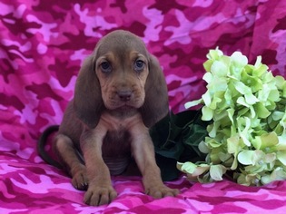 Bloodhound Puppy for sale in CEDAR LANE, PA, USA