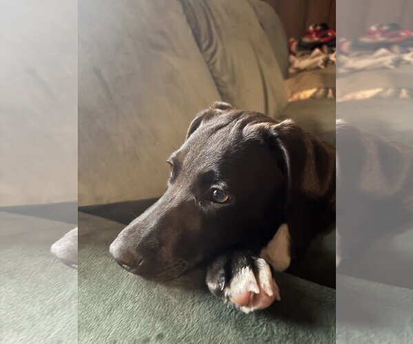 Medium Photo #7 Labrador Retriever-Unknown Mix Puppy For Sale in Oakhurst, NJ, USA
