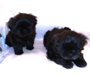 Shih Tzu Puppy for Sale in SALEM, Oregon USA