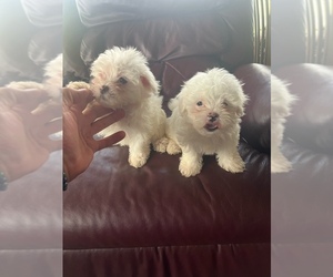 Mother of the Maltese puppies born on 08/15/2025