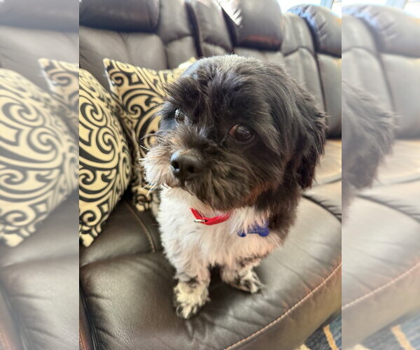 Medium Photo #2 Lhasa Apso-Unknown Mix Puppy For Sale in Mundelein, IL, USA